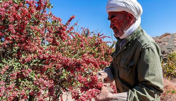 عکس زرشک خراسان جنوبی