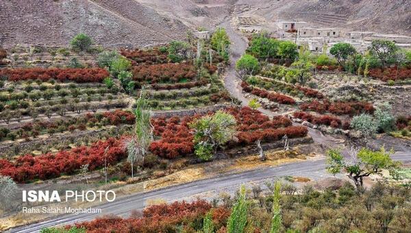 عکس زرشک خراسان جنوبی