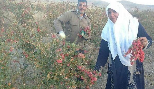 عکس زرشک خراسان جنوبی