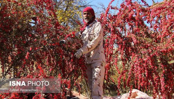 عکس زرشک خراسان جنوبی