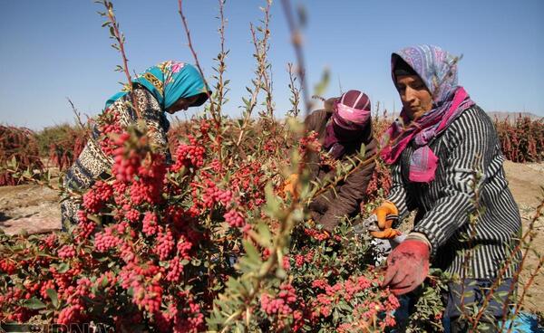 عکس زرشک خراسان جنوبی