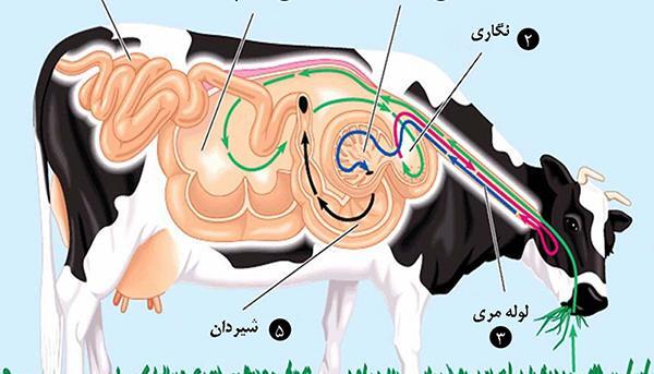 عکس غذا گاو