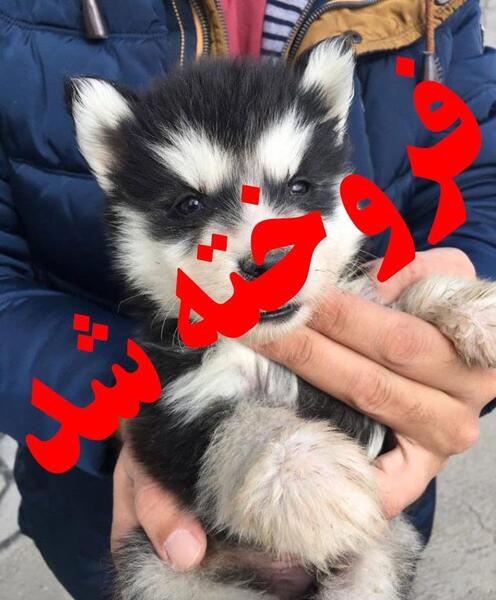 عکس سگ هاسکی اصیل