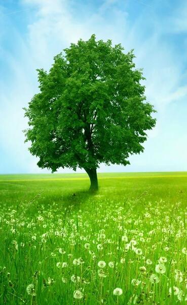 عکس طبیعت زیبا جدید