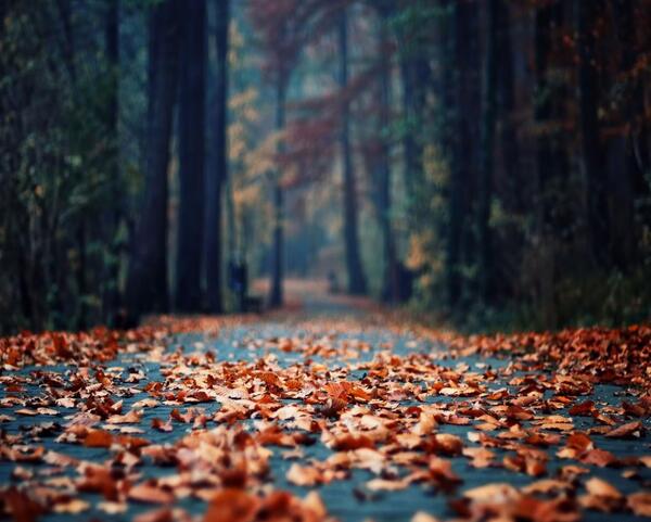 عکس برگ پاییزی برای تصویر زمینه