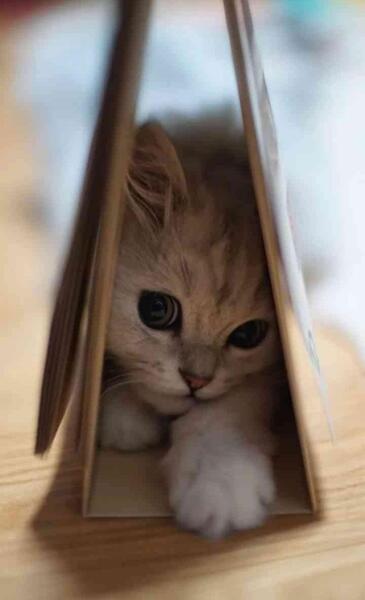 عکس گربه بانمک برای پروفایل