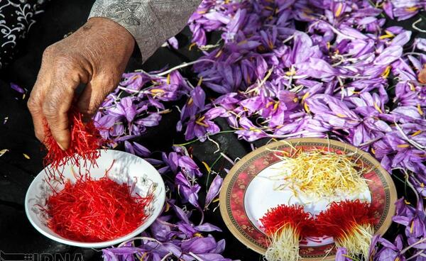 عکس های تبلیغاتی زعفران