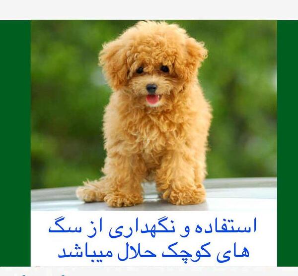 عکس سگ زینتی