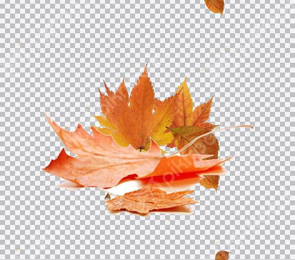 عکس متحرک برگ پاییزی