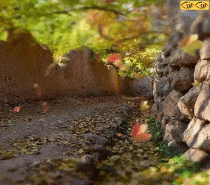 عکس متحرک برگ پاییزی