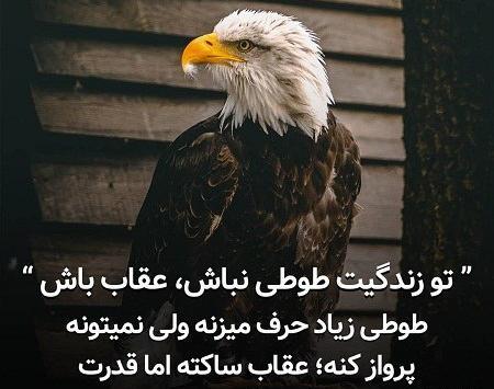 عکس پروفایل عقاب تنها