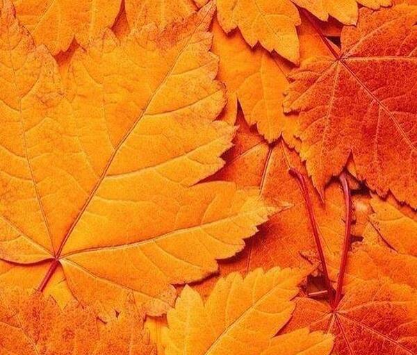 عکس پروفایل دخترونه برگ پاییزی