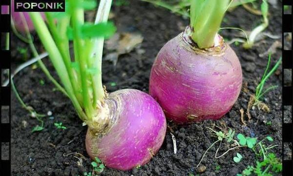 عکس شلغم فرنگی