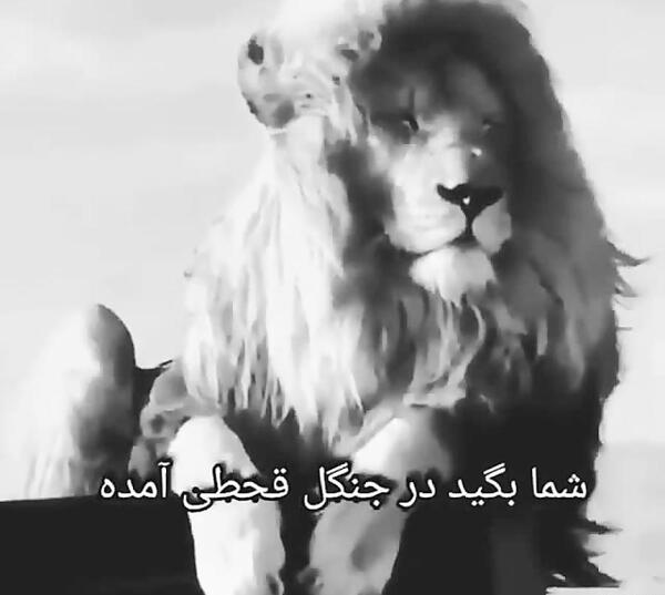 عکس شیر لاتی
