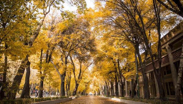 عکس پاییز چهارباغ اصفهان