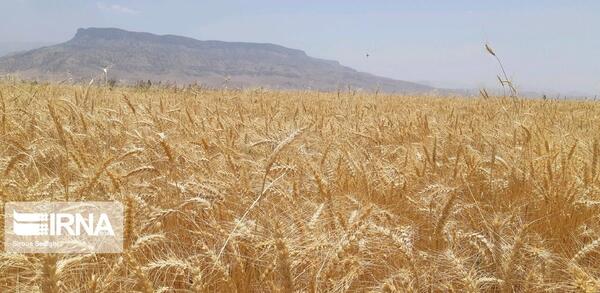 عکس هایی از گندم زار