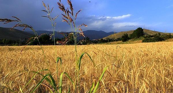 عکس هایی از گندم زار