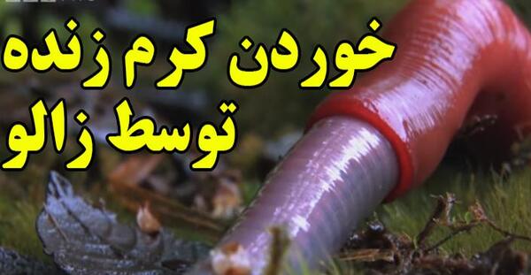 عکس کرم وحشتناک