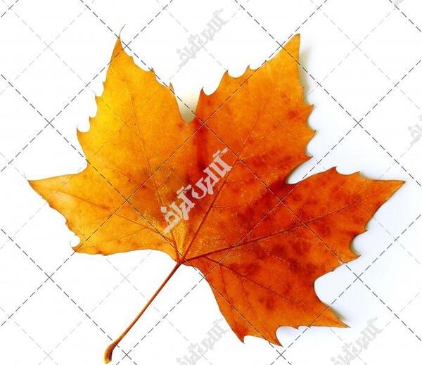 عکس تک برگ پاییزی