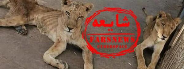 عکس شیر واقعی وحشی