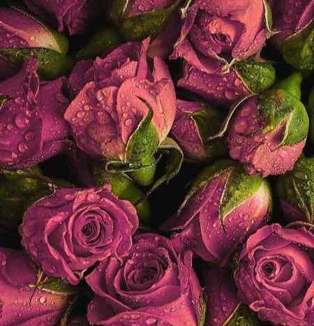 عکس تصویر پروفایل زیبا