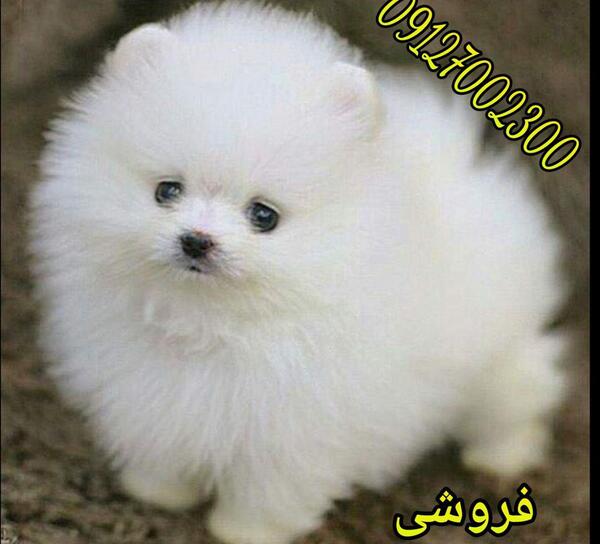 عکس سگ جیبی سفید