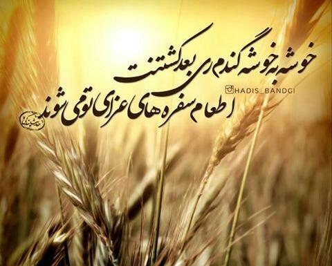 عکس نوشته های گندم زار