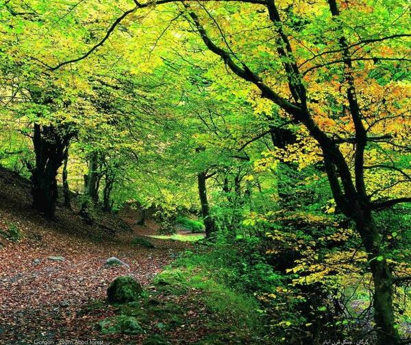 عکس طبیعت تابستان شمال