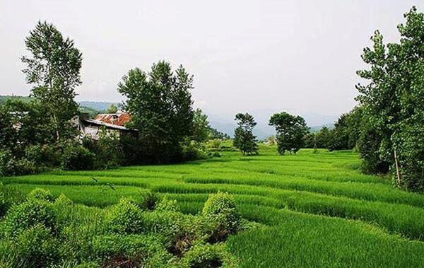 عکس طبیعت تابستان شمال
