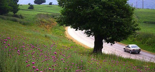 عکس طبیعت تابستان شمال