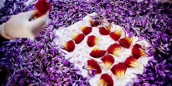 عکس زعفران بهاباد