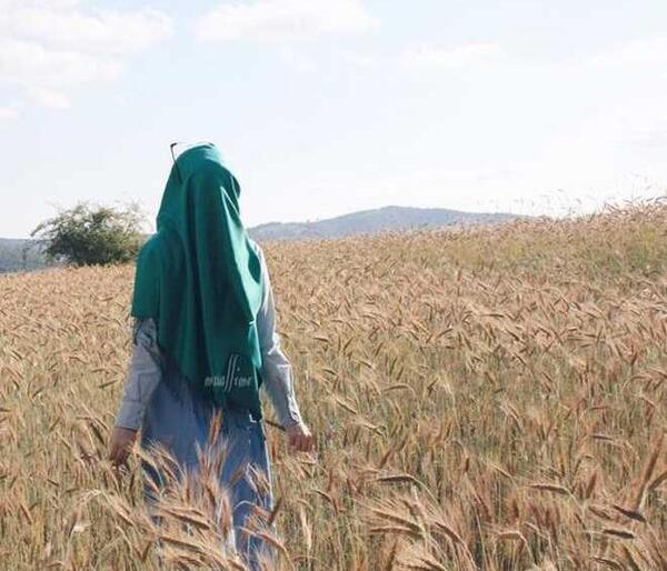 عکس رمانتیک دختر و گندمزار