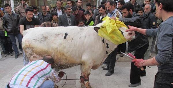 عکس گاو کشتن