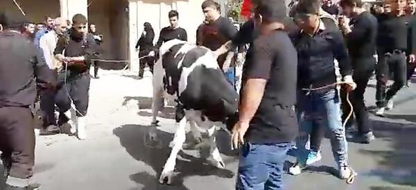 عکس گاو کشتن