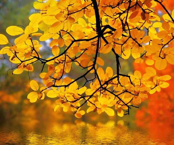 عکس پاییز فصل