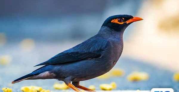 عکس مینا افغان