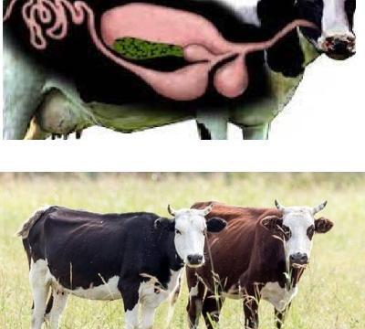 عکس گاو پلاستیکی