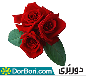 عکس گل جمیله