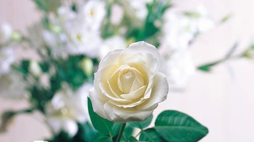 عکس گل جمیله