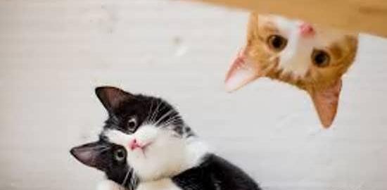 عکس ژست گربه