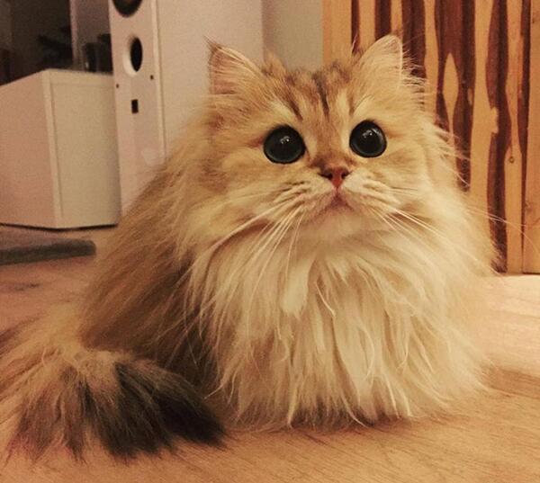 عکس ژست گربه