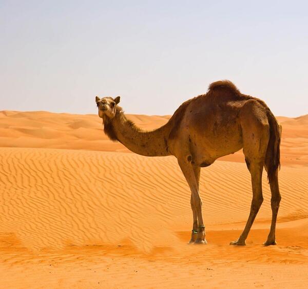 عکس شتر و صحرا