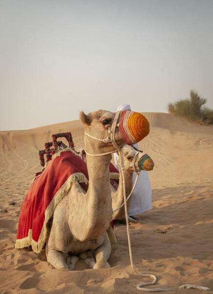 عکس شتر و صحرا