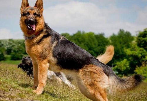 عکس سگ ژرمن قیمت