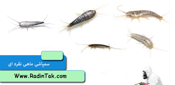 عکس شپش روی فرش