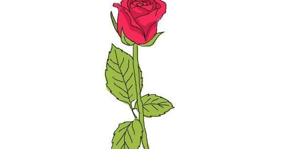 عکس نقاشی گل رز