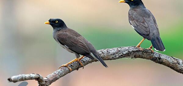 عکس مینای تهران