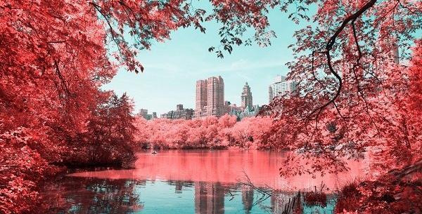 عکس طبیعت قرمز
