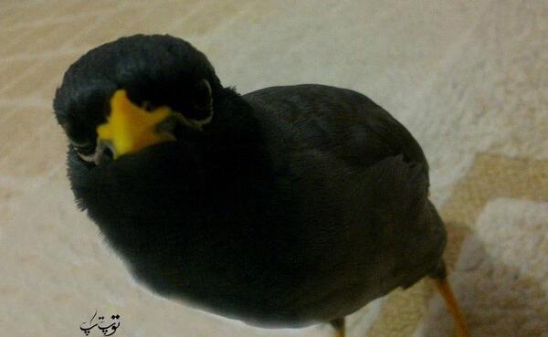 عکس مینا خانگی