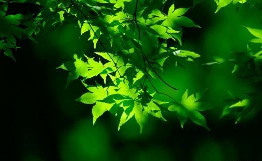 عکس تصویر سبز